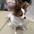 犬カフェRIO