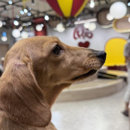 犬カフェRIO