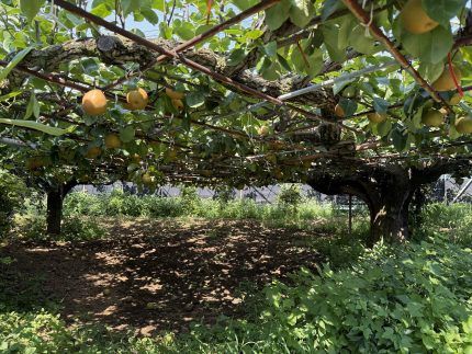 高久園 千葉 梨