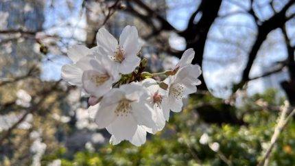 飯田橋の桜
